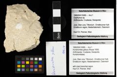 Foto (Objekt + Etiketten) von Konidromites gibbus (Reuss 1858) 